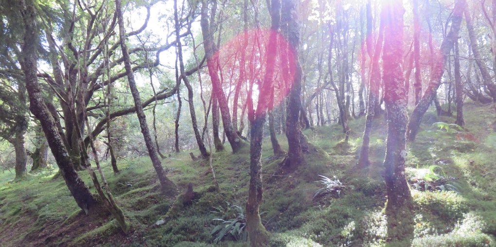 A sunlit woodland