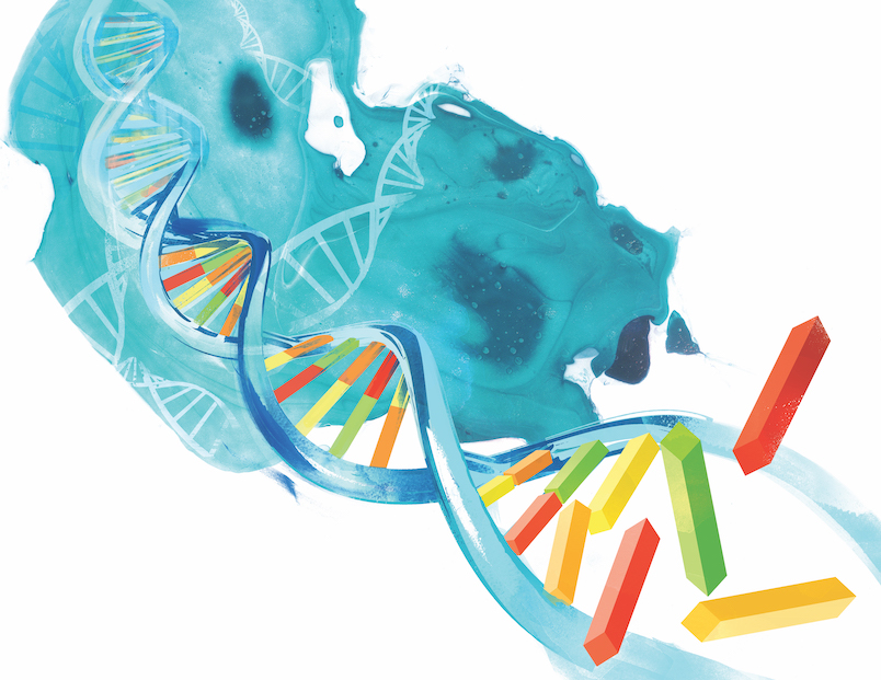 An illustration of a DNA helix, showing the two strands splitting apart and bases coming apart at the end