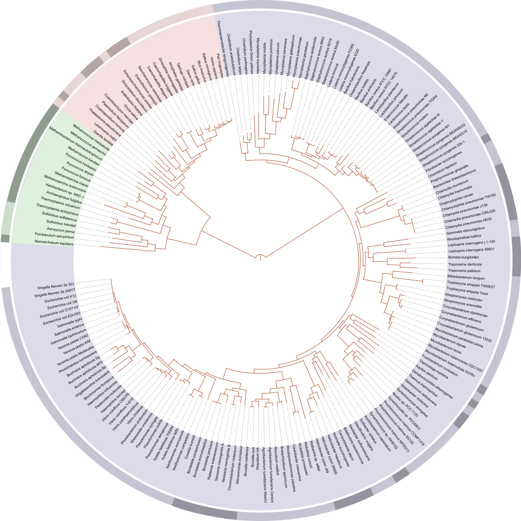 1024px-Tree_of_life_SVG.svg