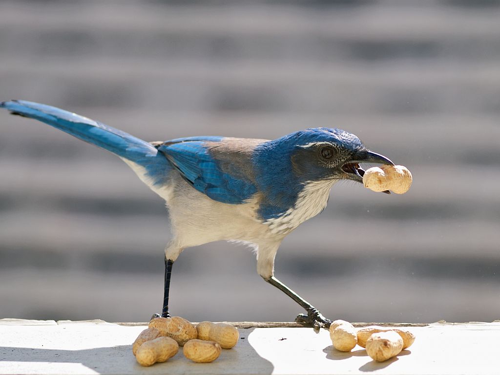 1024px-western_scrub_jay