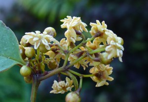 Amborella trichopoda © Scott Zona, Florida International University