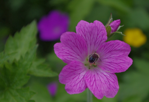 Honey guides on geranium petals © J Bryant