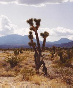 Joshua Tree (Yucca brevifolia) © J Bryant