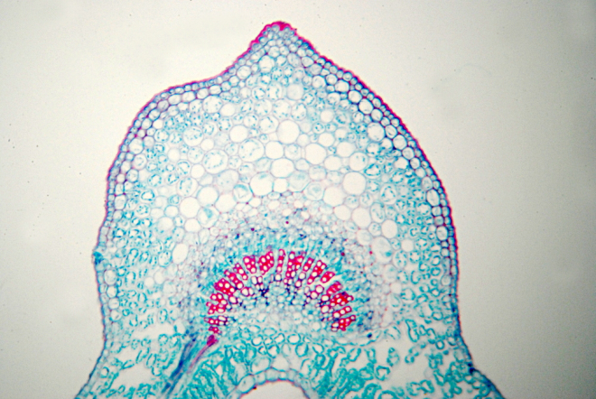 Leaf cross-section © K Szkurlatowski, freeimages.com 