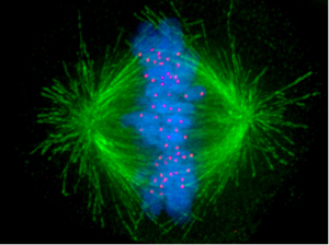 Cell division, by Afunguy, copyright-free