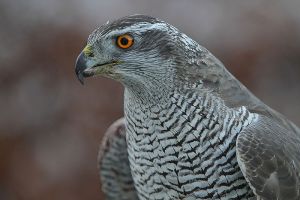 Northern Goshawk © Steve Garvie, Creative Commons Attribution-NonCommercial-ShareAlike 2.0 Generic license