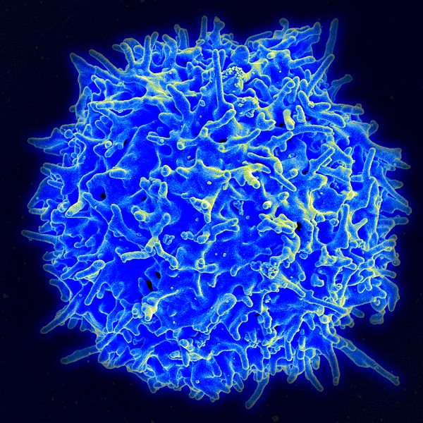 Human T cell, image courtesy of NAID