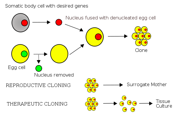 721px-Cloning_diagram_english.svg