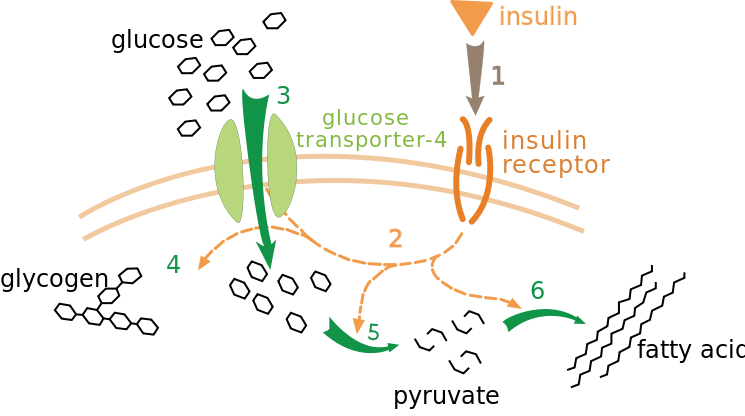 745px-Insulin_glucose_metabolism_ZP.svg