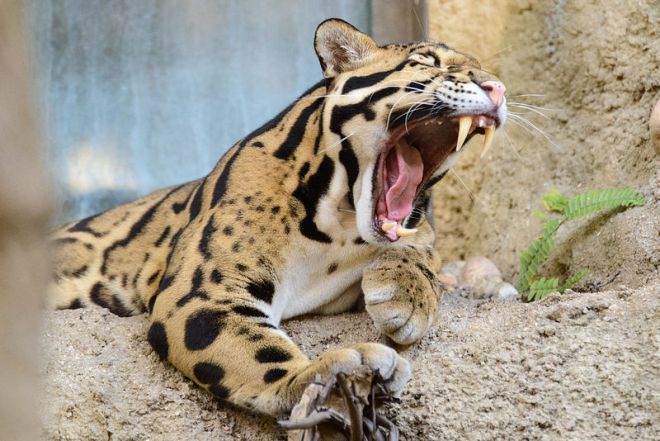 By Eric Kilby from Somerville, MA, USA (Clouded Leopard Mouth Open) [CC BY-SA 2.0], via Wikimedia Commons