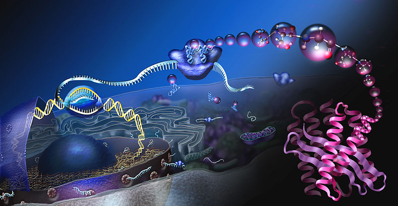 800px-How_proteins_are_made_NSF