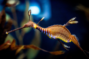 Weedy Seadragon by Chris Smith – Flickr – License: Creative Commons 2.0