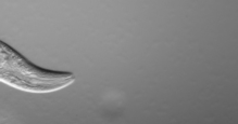 Crawling C. elegans. Timelapse, Bob Goldstein