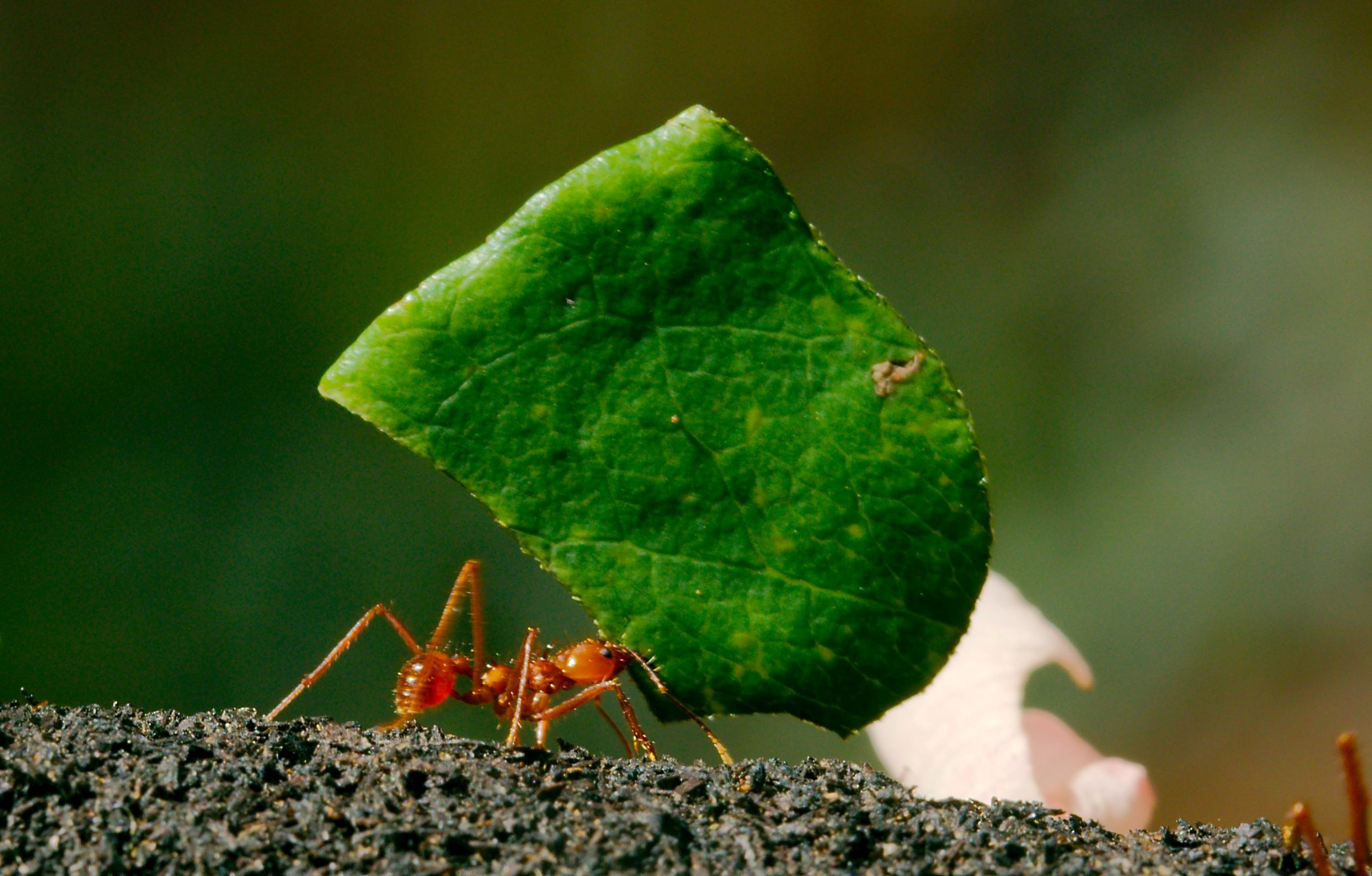 ant leaf cutter Josh More flickr 31599107203_18b285ed95_o