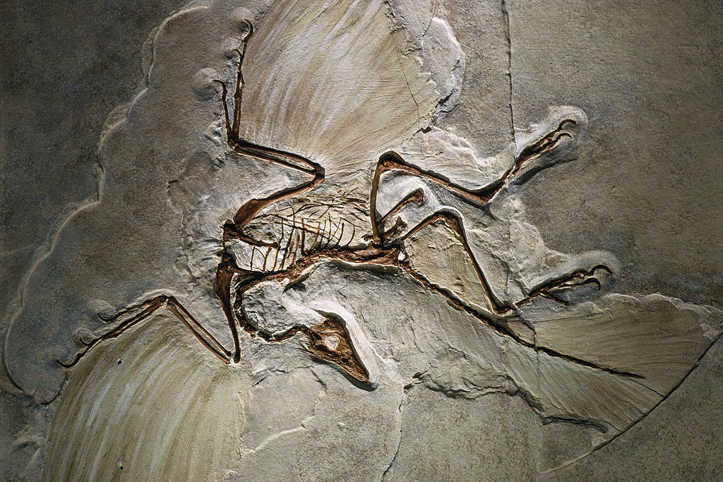 Archaeopteryx_fossil