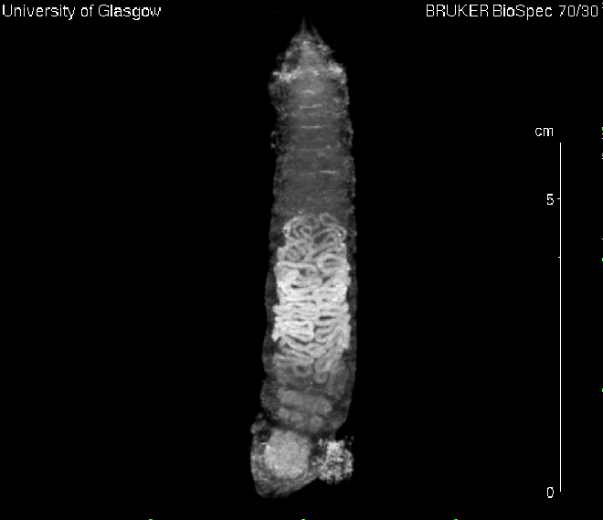 MRI scan of a caterpillar immediately before making a chrysalis. Copyright, Gavin Merrifield GEMRIC 2015