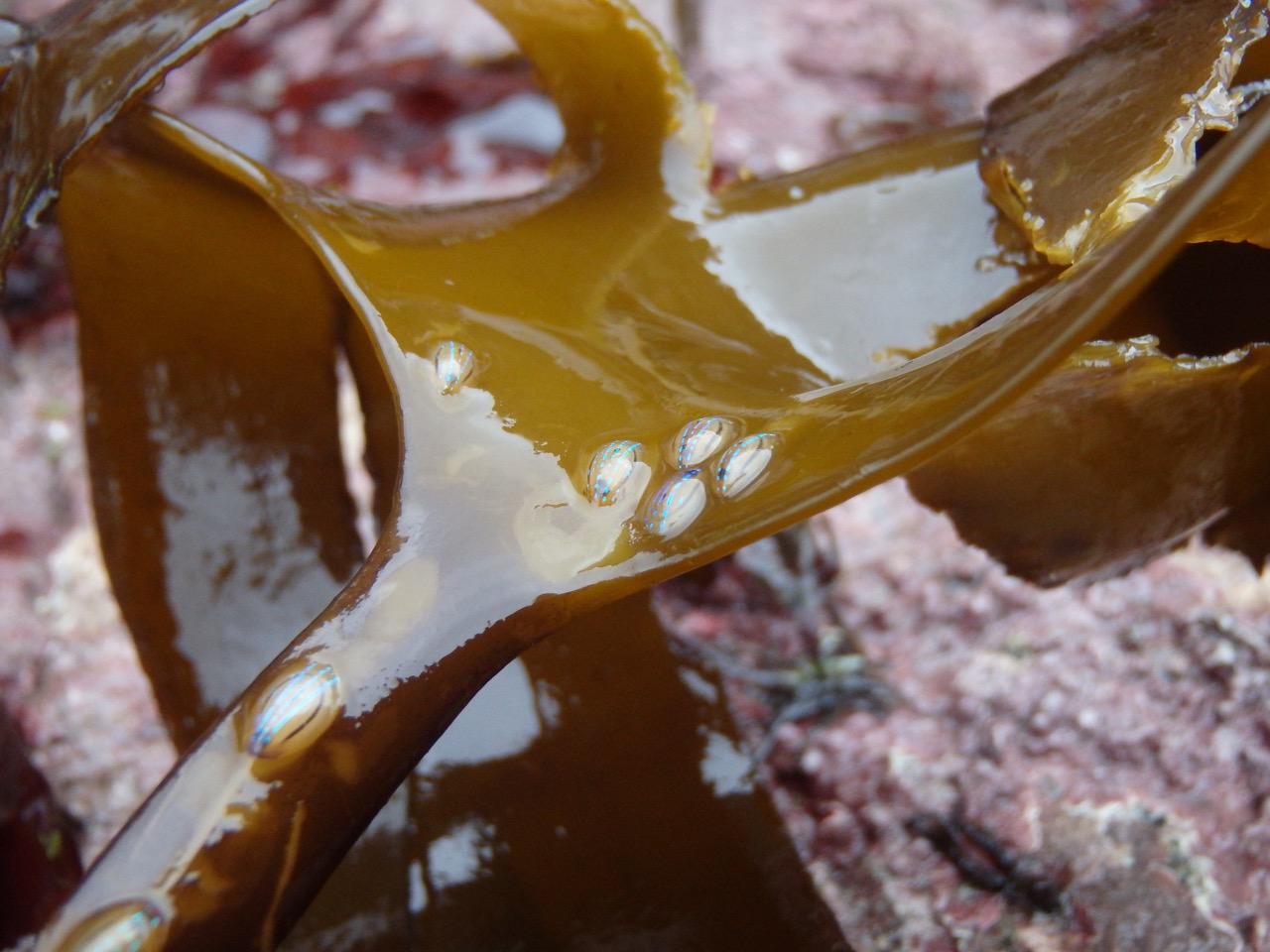 blue-rayed-limpets-patella-pellucida-on-the-blade-and-stipe