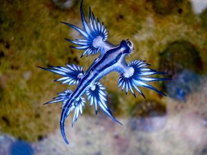 Blue dragon-glaucus atlanticus  By Sylke Rohrlach from Sydney [CC BY-SA 2.0], via Wikimedia Commons