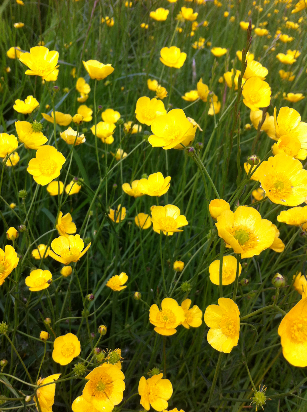 buttercups flowers spring img_2552