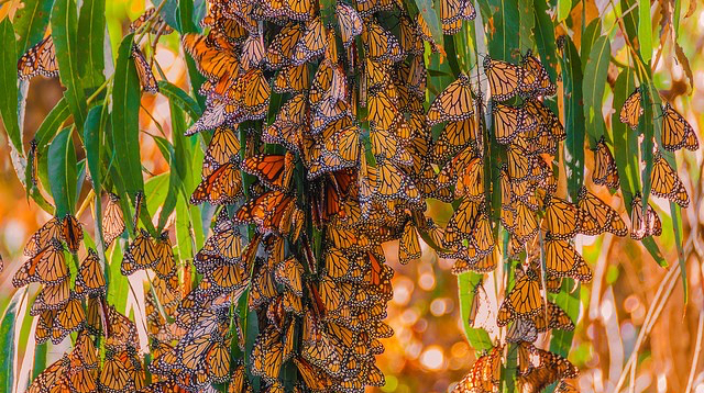 butterflies-monarch-hibernating-9974020146_a16dc52c34_z-flickr-felixs-endless-journey-cc-by-nc-nd-2.0-copy-2.jpg