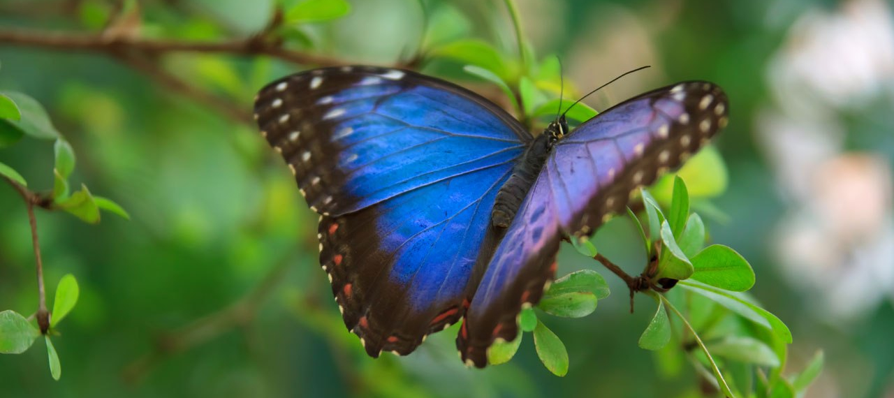 butterly-blue-morpho-vera-kratochvil-ccc0-87-1276689971v1i2.jpg