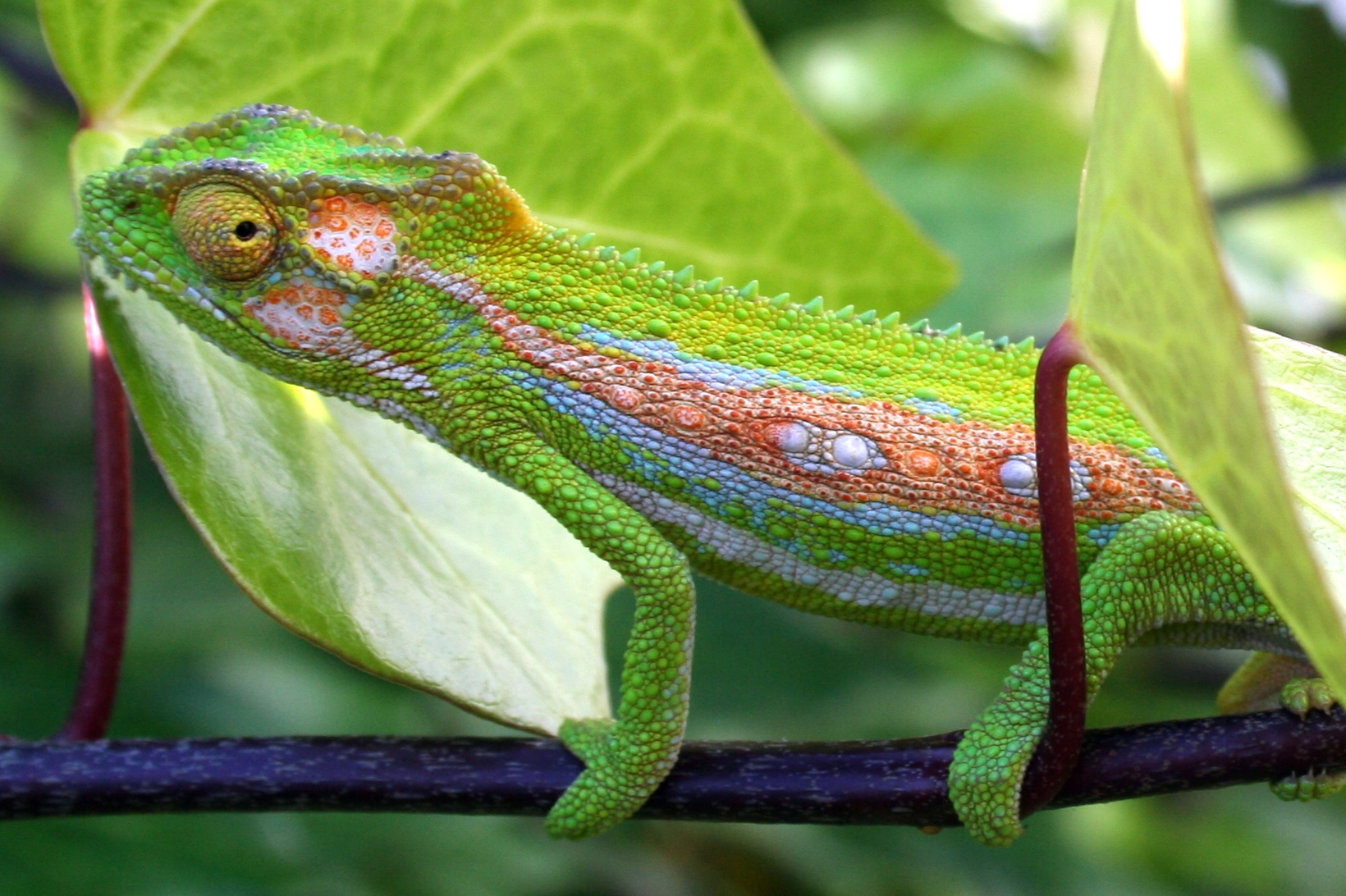 chameleon-garden Ross Dismore freeimages