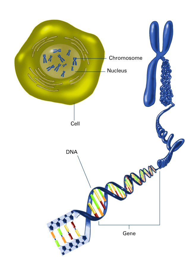 Chromosome inside nucleus by National Institute of General Medical Sciences. Available:http://1.usa.gov/1NhVQwm