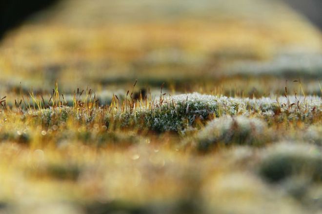 Frost-covered Moss © Cristian Bortes, Creative Commons Attribution-NonCommercial-ShareAlike 2.0 Generic license