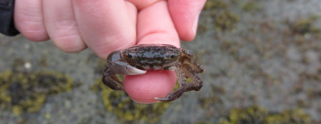 crab finger Canada RMB IMG_1494 crop