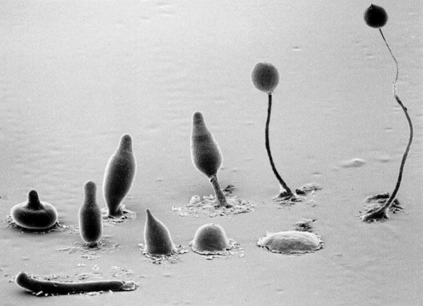 Copyright, M.J. Grimson & R.L. Blanton, Biological Sciences Electron Microscopy Laboratory, Texas Tech University