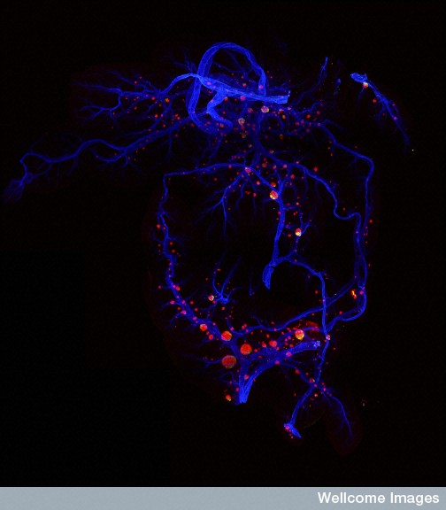 B0009797 Murine pancreas, SPIM