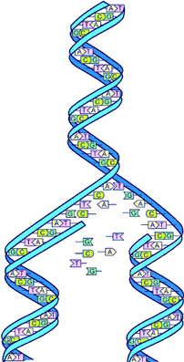 DNA Split By US Department of Energy (DOE Human Genome project) [Public domain], via Wikimedia Commons