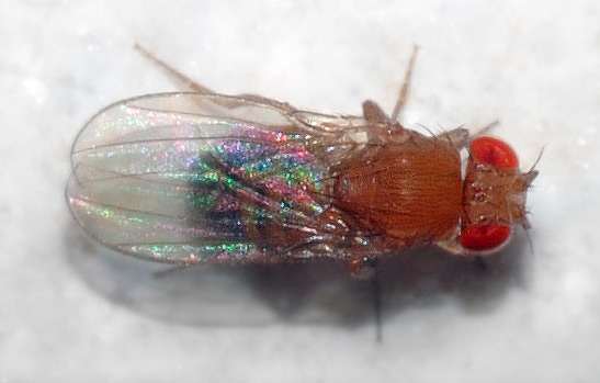 Drosophila melanogaster By André Karwath aka Aka (Own work) [CC BY-SA 2.5], via Wikimedia Commons