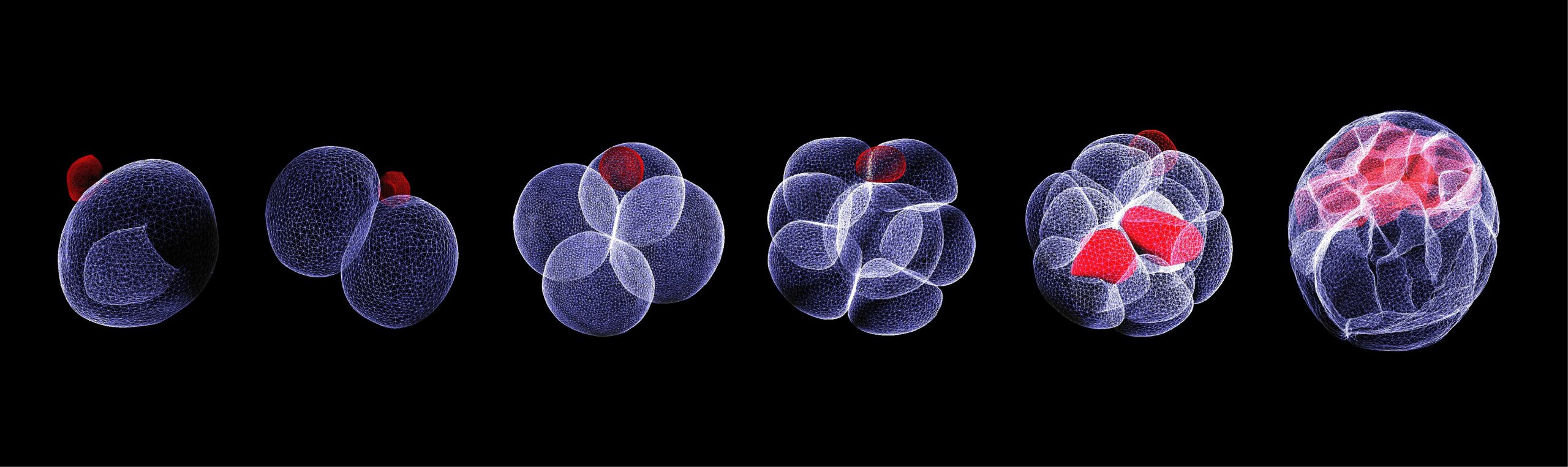 Embryo mouse days 1 to 4 Dr M. Zernicka-Goetz, Gurdon Institute Wellcome images