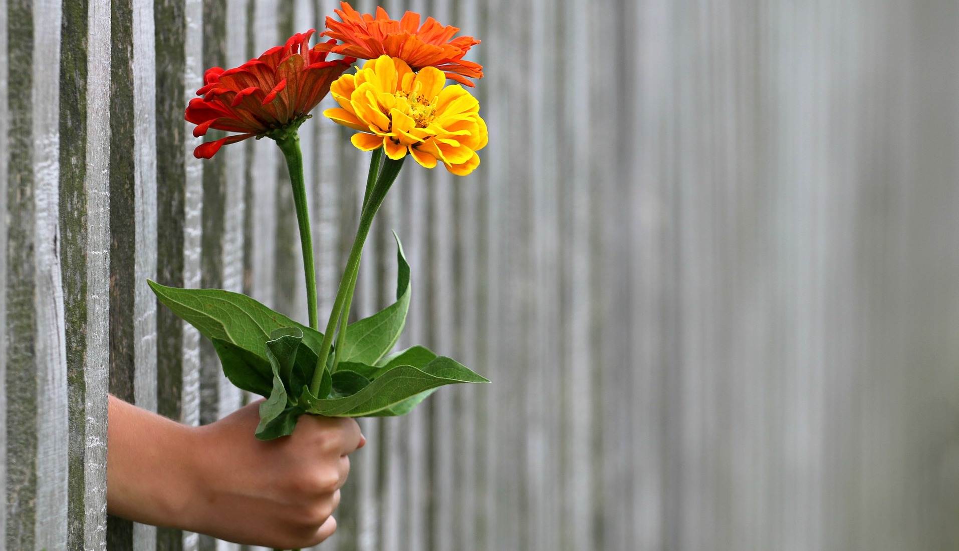 fence flowers hand-1549399_1920 pixabay crop