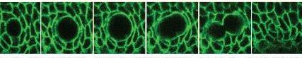 Cell Division Captured by Fluorescent Marking, non-exclusive license from Nature Publishing Group