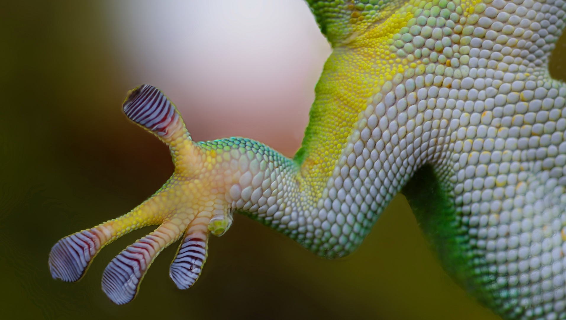 gecko-800887_1920pixabay crop