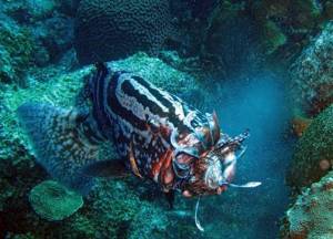 Grouper eats Lionfish