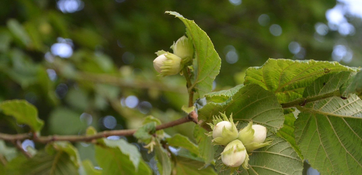 Épinglé sur Trees