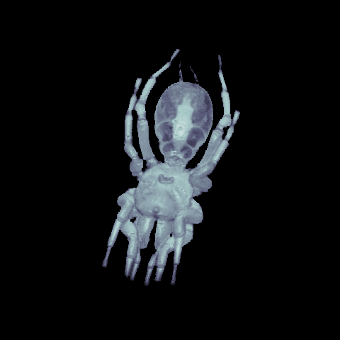 MRI scan of an adult tarantula spider. Copyright, Gavin Merrifield GEMRIC 2015