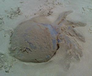 Beached barrel jellyfish © R Sluka