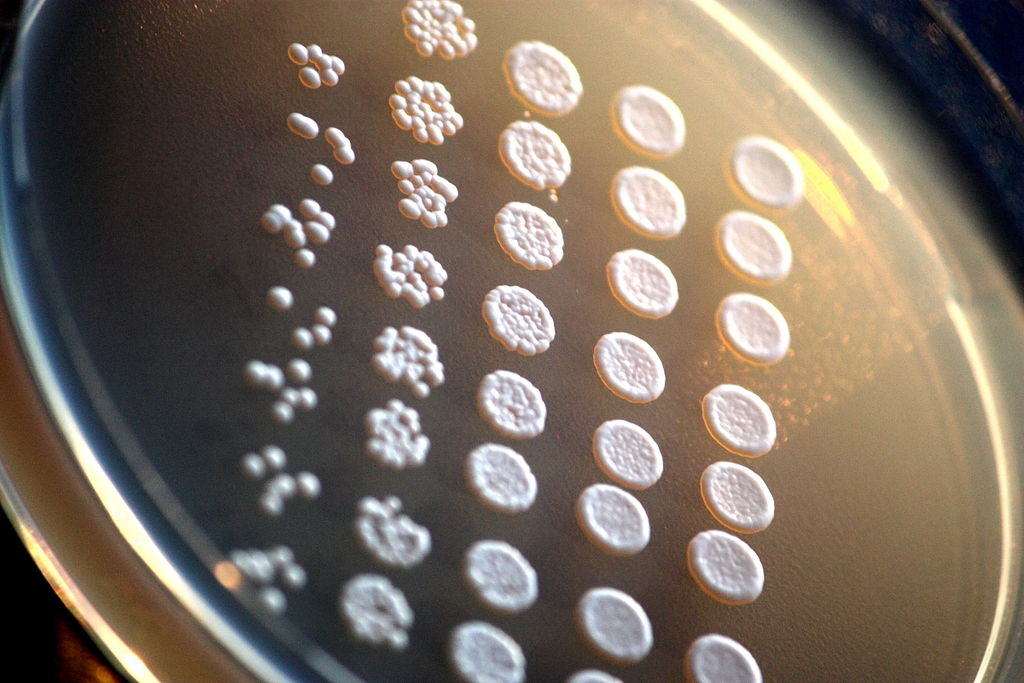 Laboratoorne_pagaripärm_(Saccharomyces_cerevisiae)_agariplaadil.