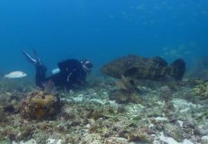 Large Grouper