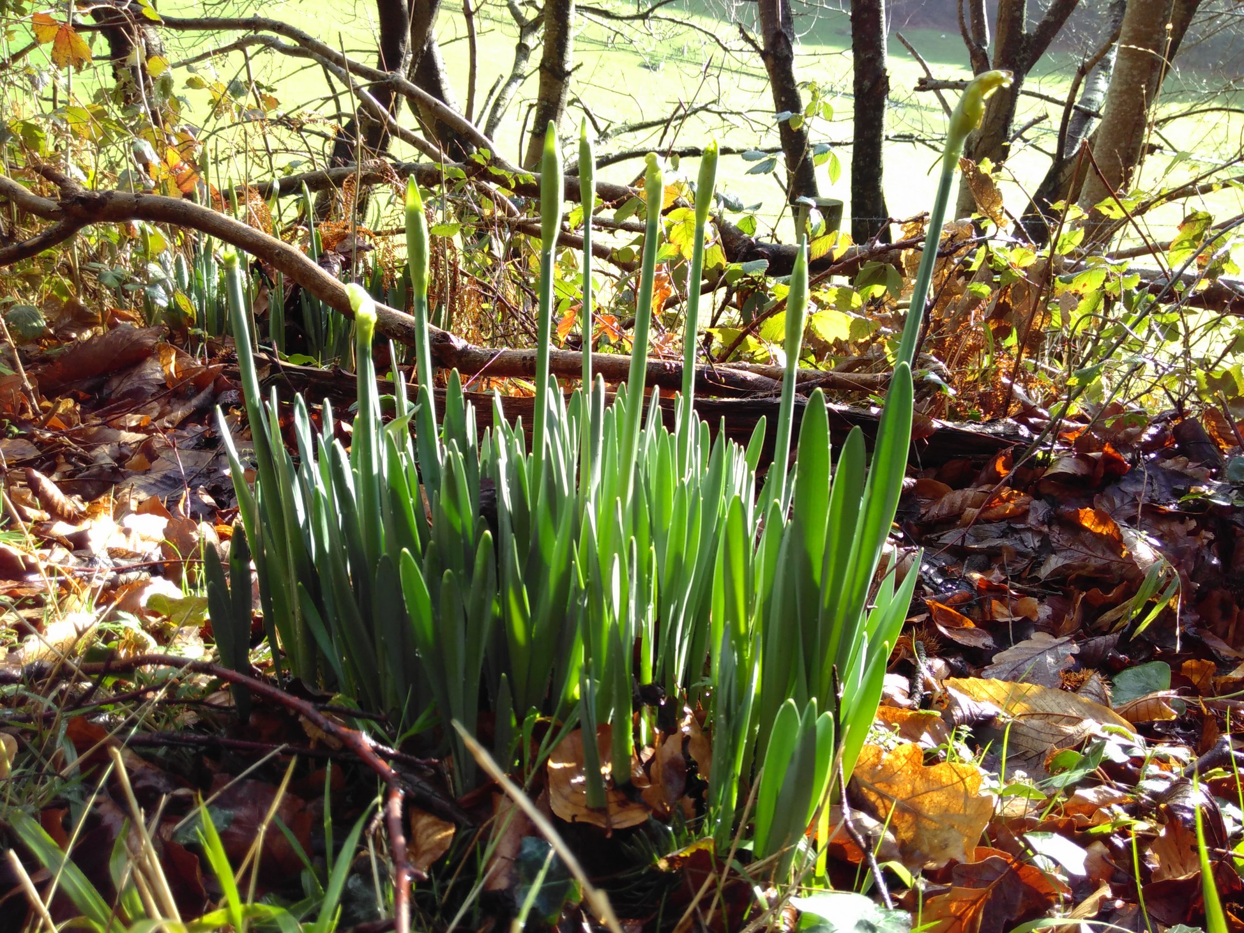 Lee Abbey daffodils