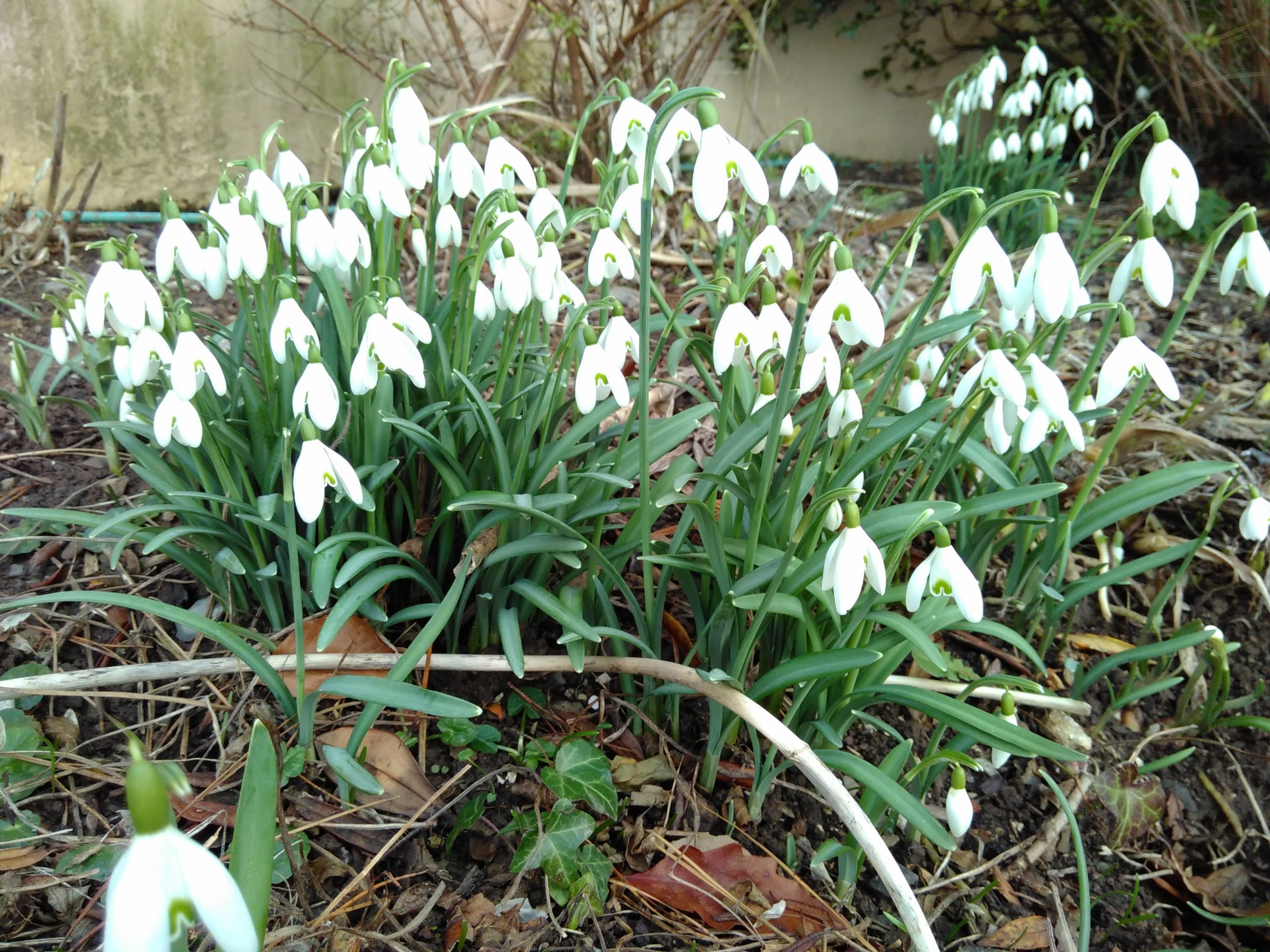 Lee Abbey snowdrops