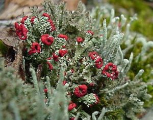 Lichen, Barbara Page, 2007, wikipedia.org