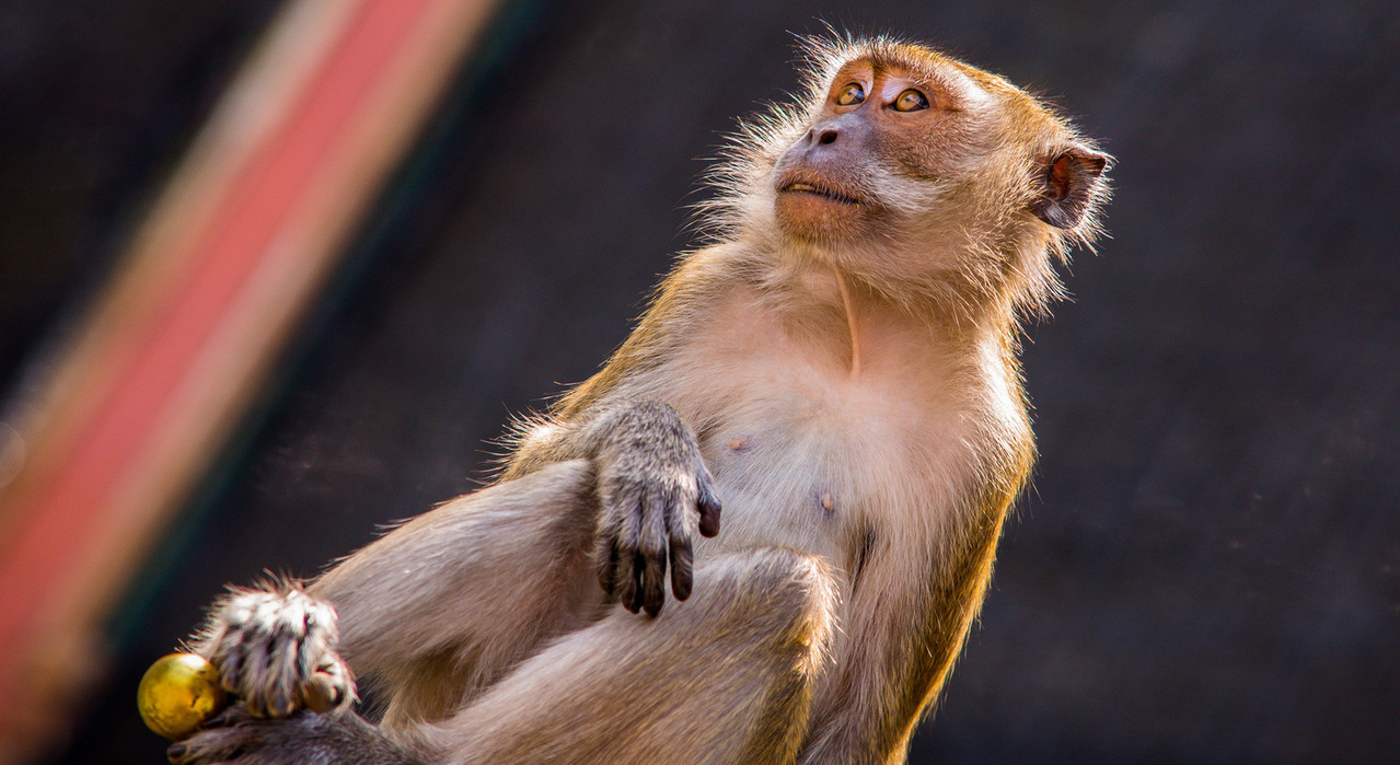 macaque-monkeys-1330953-1279x853 Aureliy Movila freeimages crop