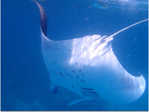 Individual, identifiable markings on a manta ray © Jordan Parrett