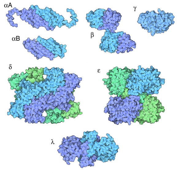 mom127_crystallins2