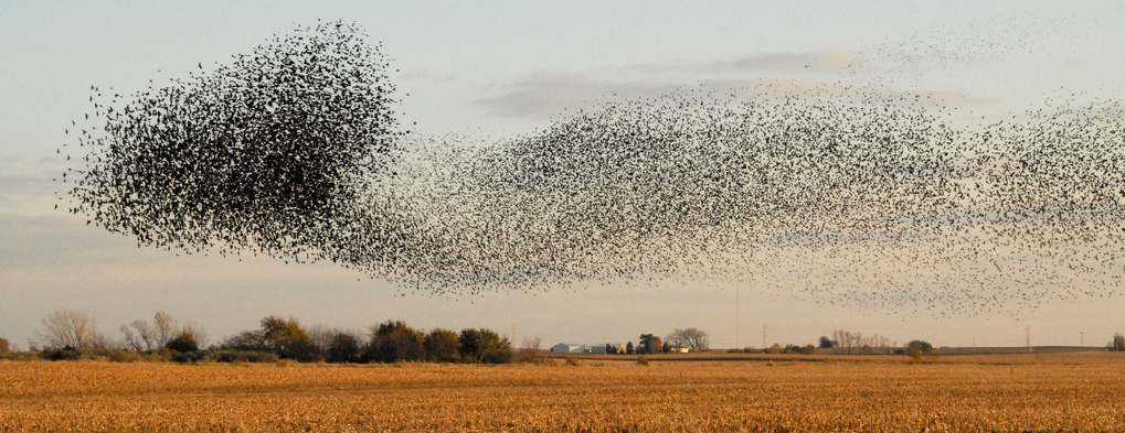 murmuration starlings Dan Dzurisin flickr cc2 crop